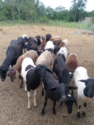 LOTE DE OVELHAS 6 ANIMAIS PARA VENDA EM IGUAPE-SP