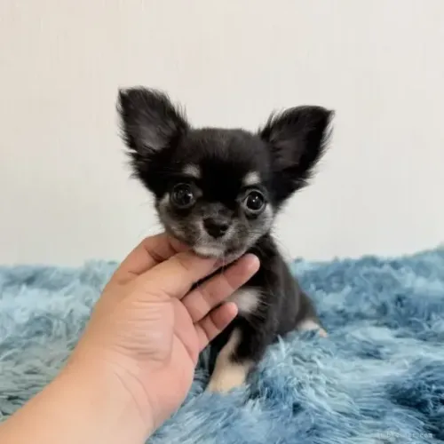 Neném afetuoso e brincalhão Chihuahua