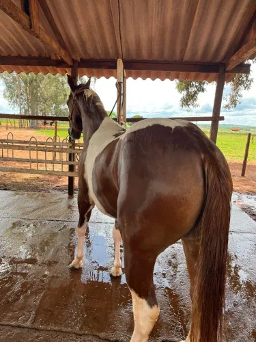 Potra PAINT HORSE 