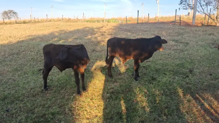 VENDE-SE DOIS BEZERROS DE 1ANO CADA