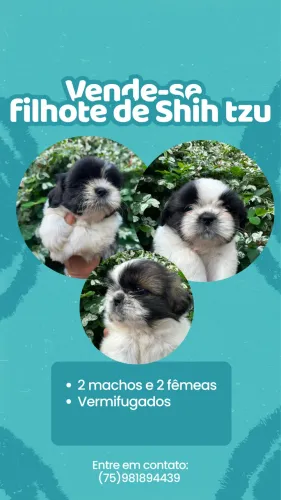 Vendo shih tzu