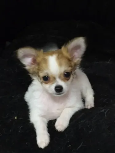 Chihuahua Fofo a pronta entrega 