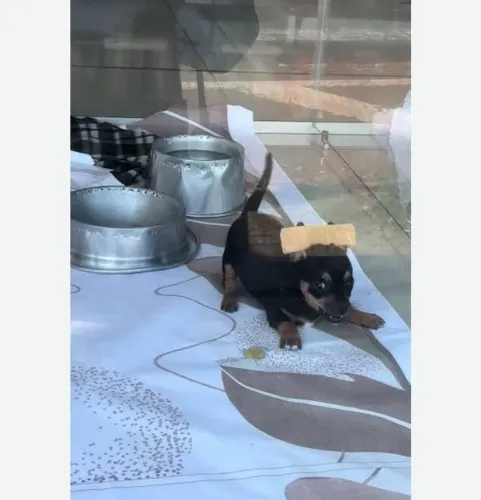 Fêmea 01 mini original com 2 meses valor 600 reais.