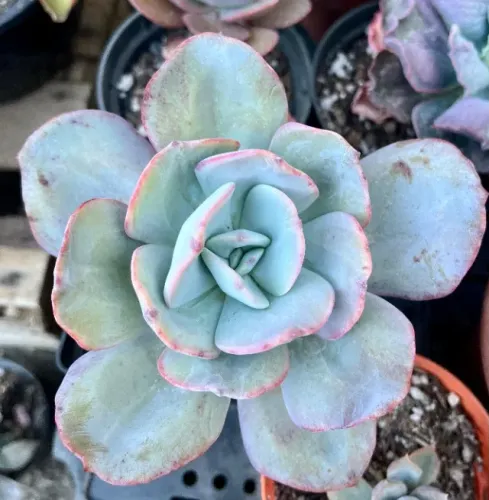 Plantas de decoração