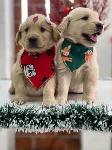 Golden retriever lindo