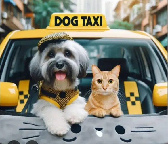 Taxi dog, para transporte perto e longa viagens 