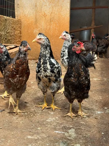 Pintinhos e ovos de galinha sertaneja balão 