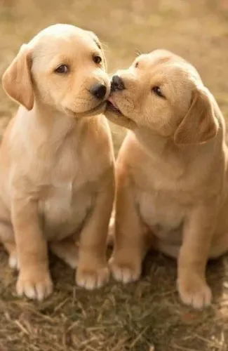Dois filhotes de Labrador um amor verdadeiro e puro só dos animais 