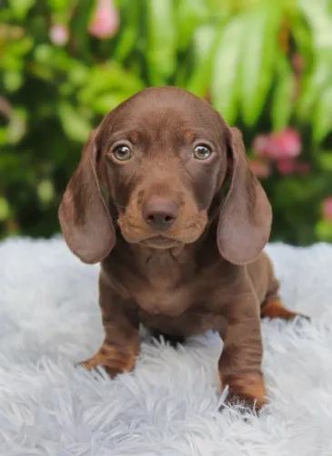 Dachshund Filhotes Chocolate 