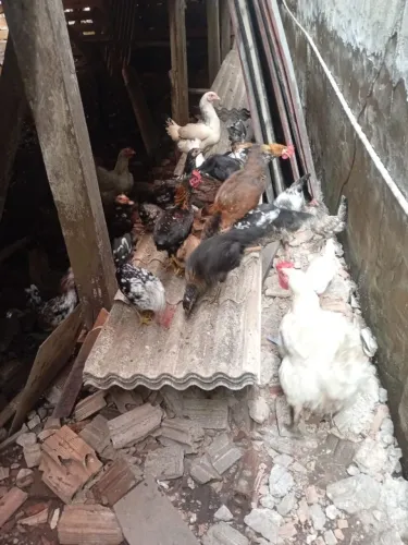 vendo galinhas tipo carnizé