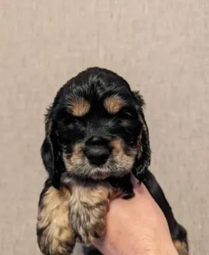 Cocker Spaniel dourado com energia positiva
