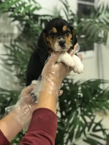 Beagle Entregamos no conforto do seu lar