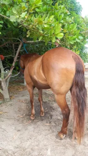 Cavalo de esteira
