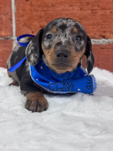 Dachshund Arlequim preto com prata 