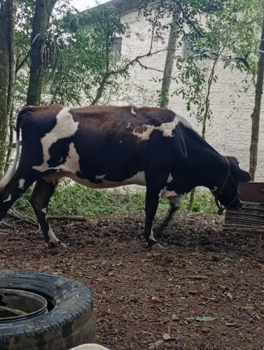 Vendo vaca jersolanda pronta pra cria