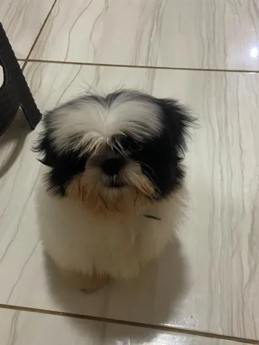 Filhote Shih tzu 