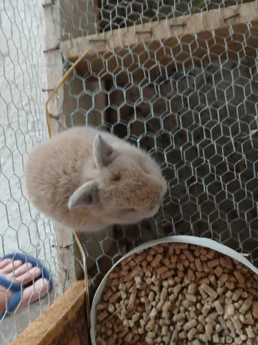 Mini Coelho nethelard 