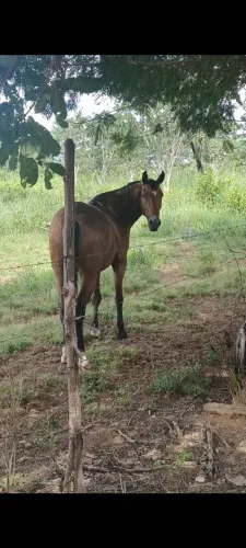 Vende-se este cavalo 