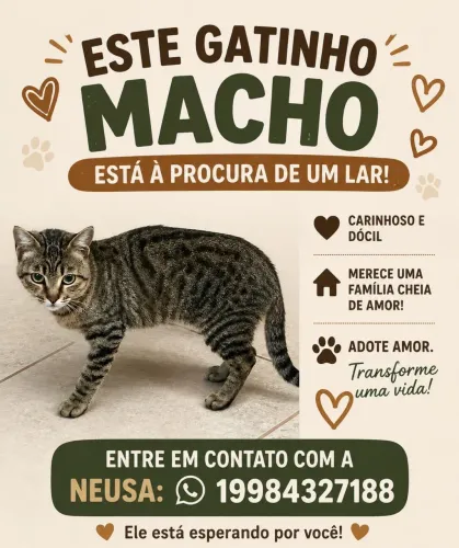 Doação gato macho