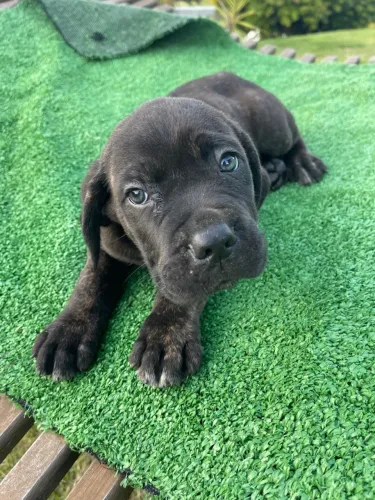 Filhote de cane corso