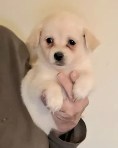 Spitz Alemão Anão Com Chihuahua Mini Macho Branco