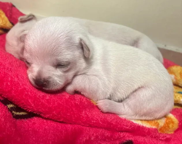Chihuahua pelo curto machinho