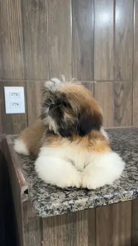 Venda de filhotes shih tzu machos 