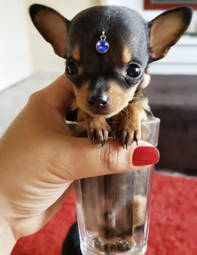 Pinscher macho  promoção 