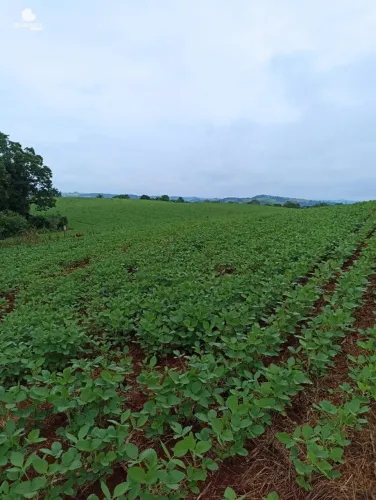 25 Alqueires na BR Plantando soja em 14 e mecaniza até 20 Alqueires