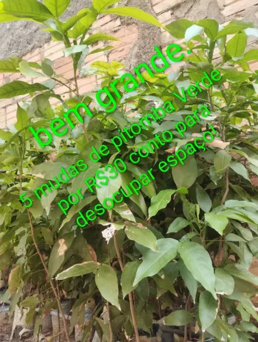 MUDA DE PITOMBA DA VERDE