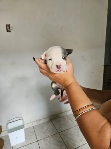 American staffordshire terrier 
