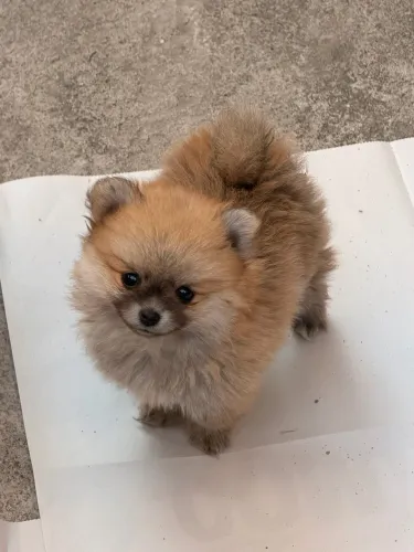 Fêmea Lulu da Pomerania