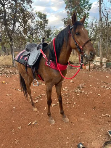 Cavalo Mangolino marcha picada