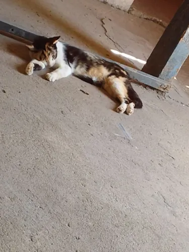 Estou doando essa gata porque eu não tenho condição de criar ela