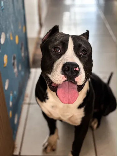 Pitbull filhote