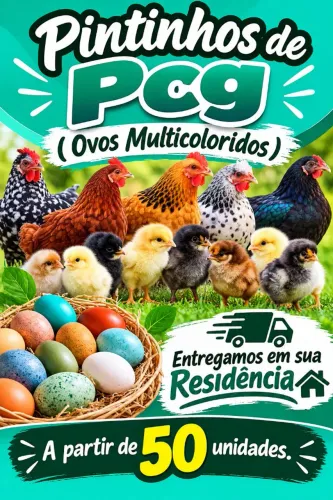 PINTINHOS SOB ENCOMENDA Entrego em sua Residência ! 