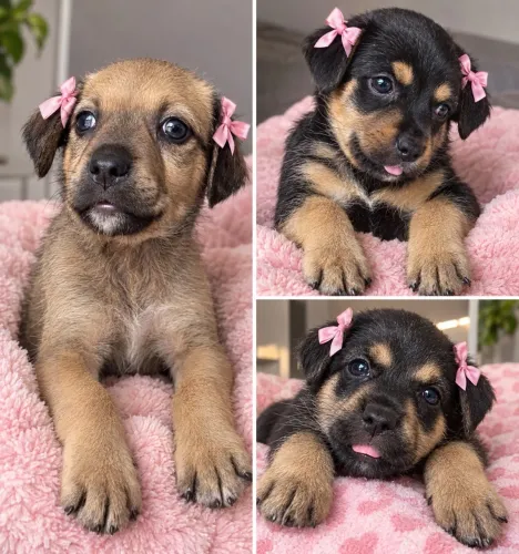Cachorrinhas para adoção