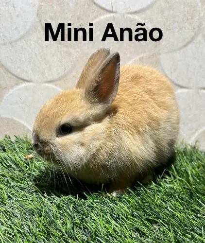 Mini Lion e coelho anão