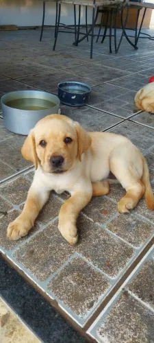 FILHOTES DE LABRADOR