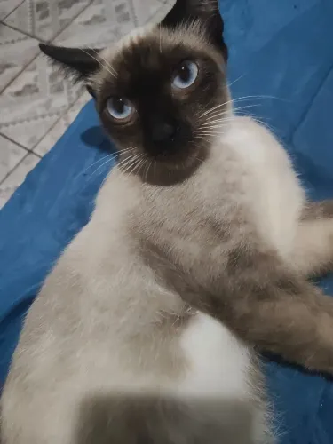 Doação de gato