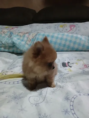 Spitz alemão anão macho