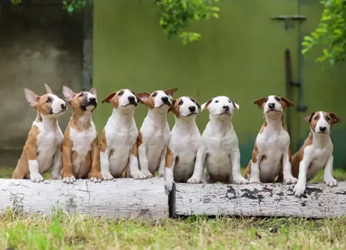 Bull Terrier,Bull Terrier Filhote Selecionado Alta Procedência