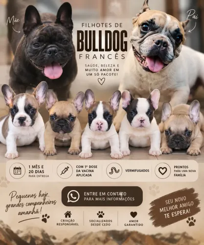 Filhotes de Bulldog Francês disponíveis - vacinados e vermifugados