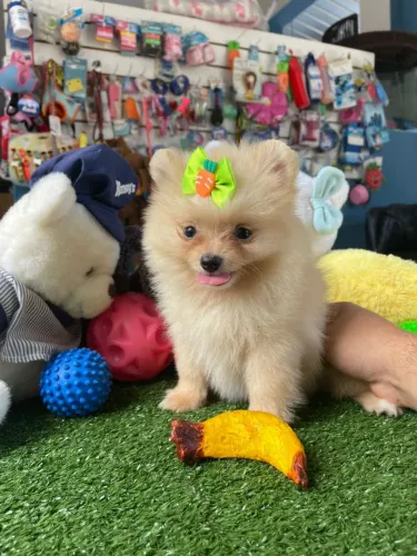 Spitz alemão macho mini 