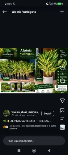 Vaso de Alpinia Variegata adulta