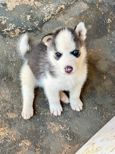 Filhote Husky Siberiano