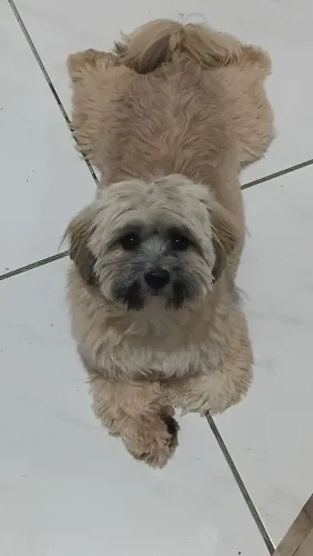 Raça lha apso Para cruzar.