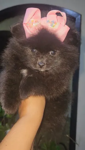 Lulu da Pomerania, 49 dias, vacinado