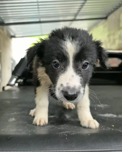 Border collie, filhotes puros