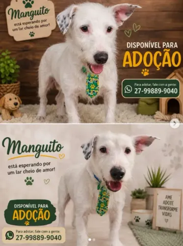cachorrinho macho pra adoção responsável